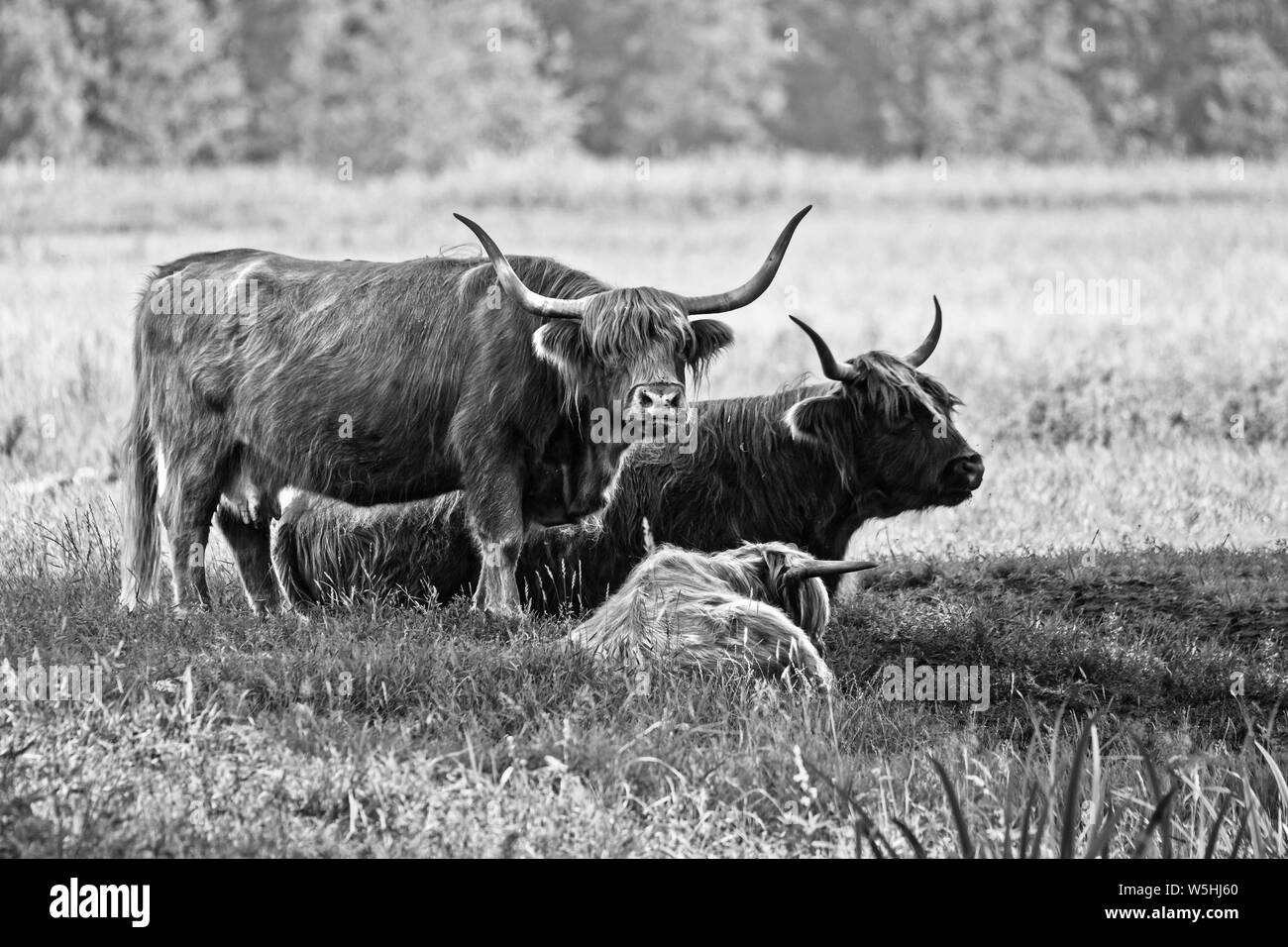 Highland bovini famiglia mucche al pascolo, immagine in bianco e nero. Questi animali hanno lunghe corna e Lunghi cappotti ondulate. Hanno avuto origine nelle Highlands e Foto Stock