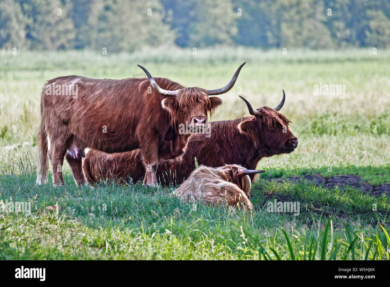 Highland bovini famiglia mucche al pascolo. Questi animali hanno lunghe corna e Lunghi cappotti ondulate. Hanno avuto origine nelle Highlands e isole occidentali della scotl Foto Stock