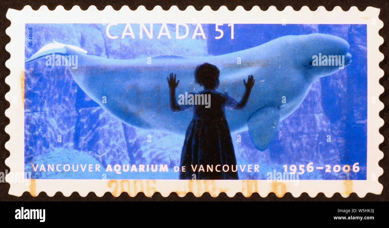 Ragazza guardando un beluga in Vancouver Aquarium, timbro Foto Stock