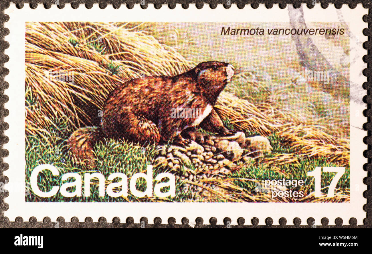 Isola di Vancouver marmotta canadese sulla francobollo Foto Stock Isola di Vancouver marmotta canadese sulla francobollo Foto Stock