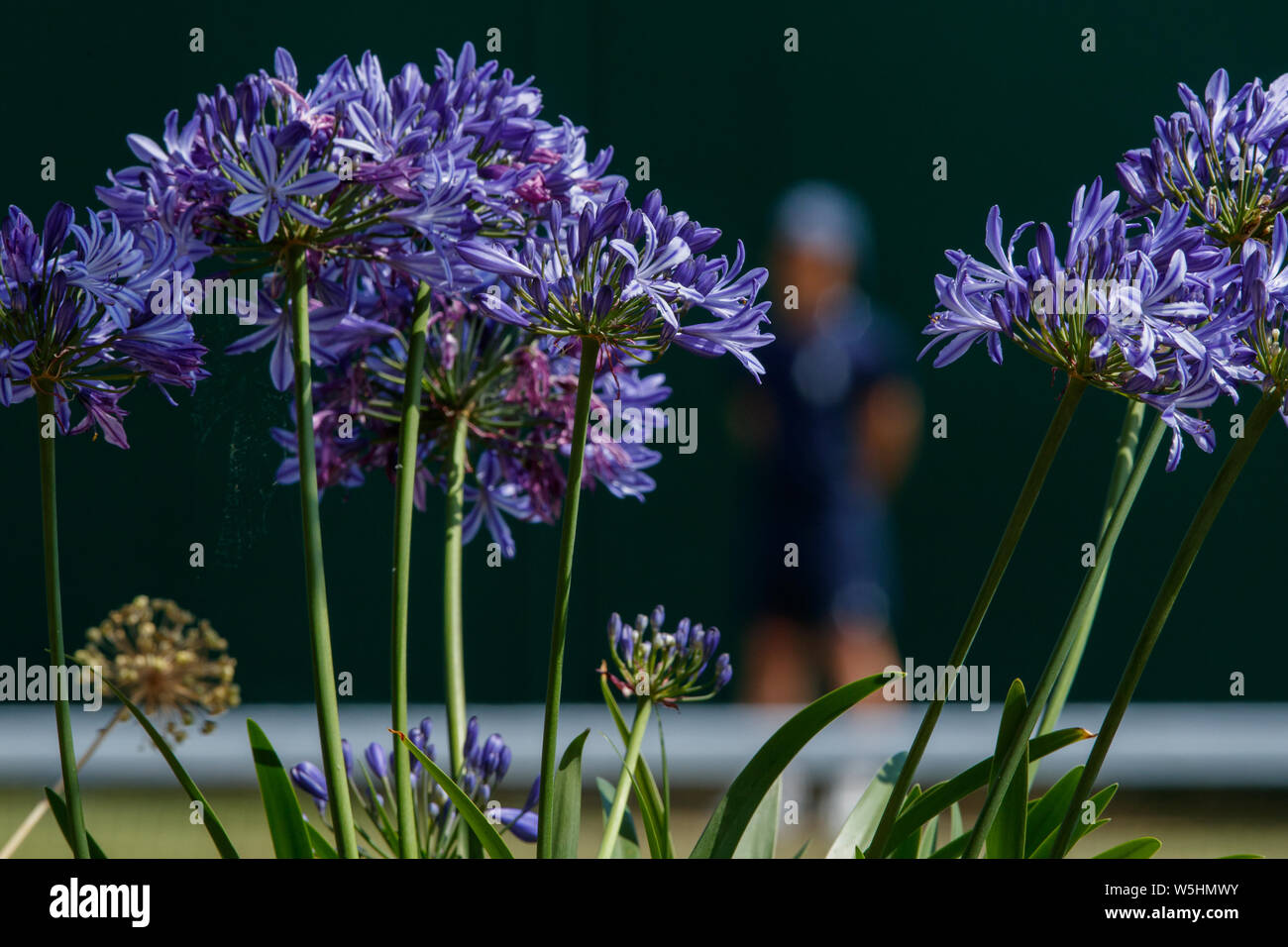 Dettaglio generico di fiore e una palla ragazzo ai campionati , Wimbledon 2019. Foto Stock