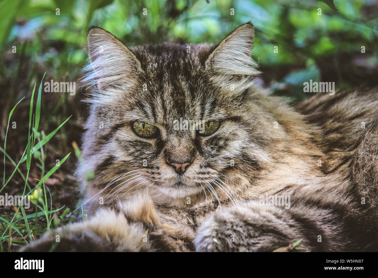 Bella tabby cat fuori sdraiati sull'erba. Cat all'esterno. Dettaglio della testa di gatti. Simpatici animali domestici. Gatto grigio guardando, fissando. Gatti persiani. Animali adorabili. Foto Stock