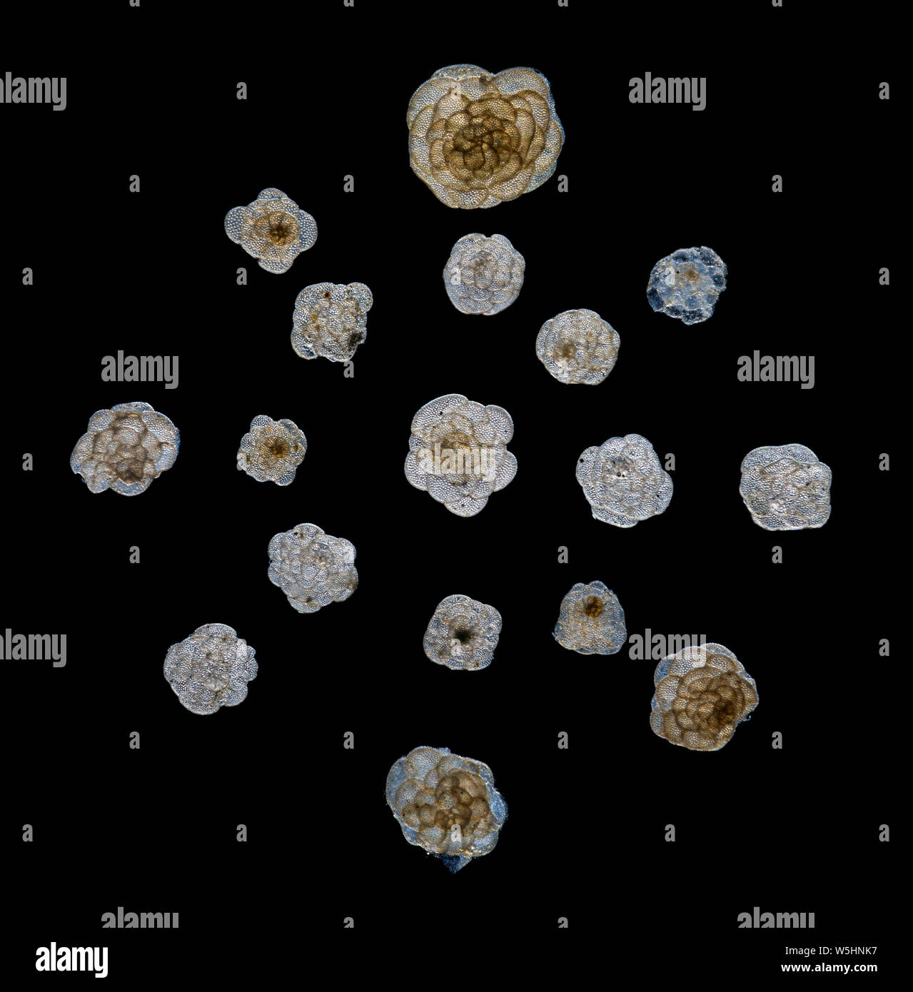 I foraminiferi, specie di Cymbaloporetta & generi relativi, Sai Wan, Hong Kong, sul Mare della Cina del Sud Foto Stock
