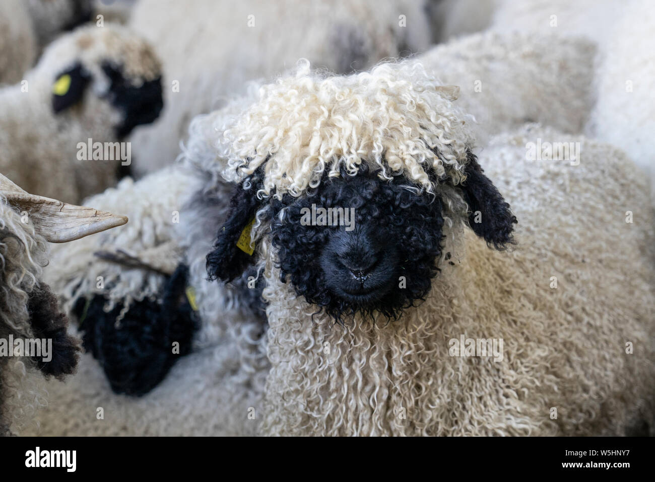 Funny Pecore Naso Nero nelle montagne di Zermatt, Vallese, Vallese, Foto Stock