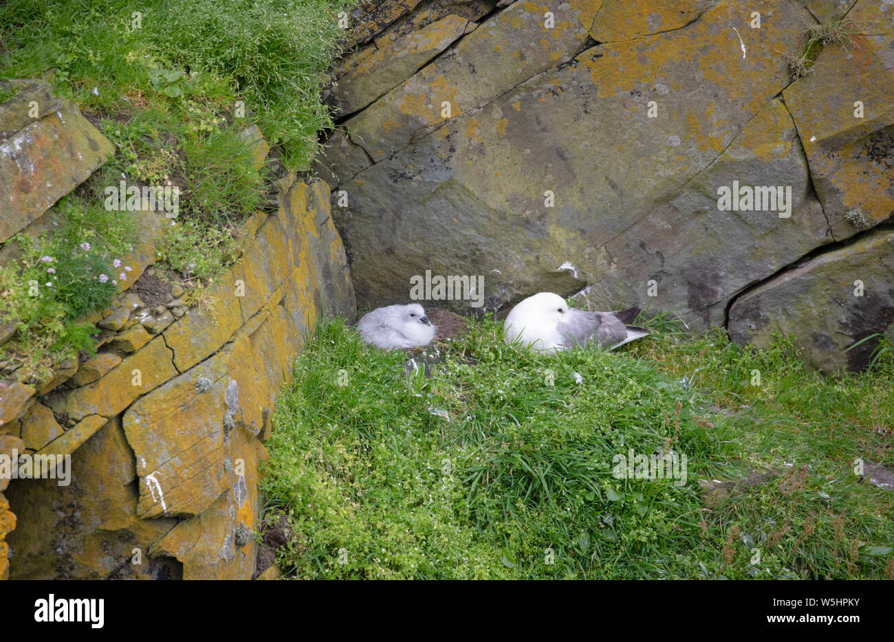 Fulmar e chick a Sumburgh Head Foto Stock