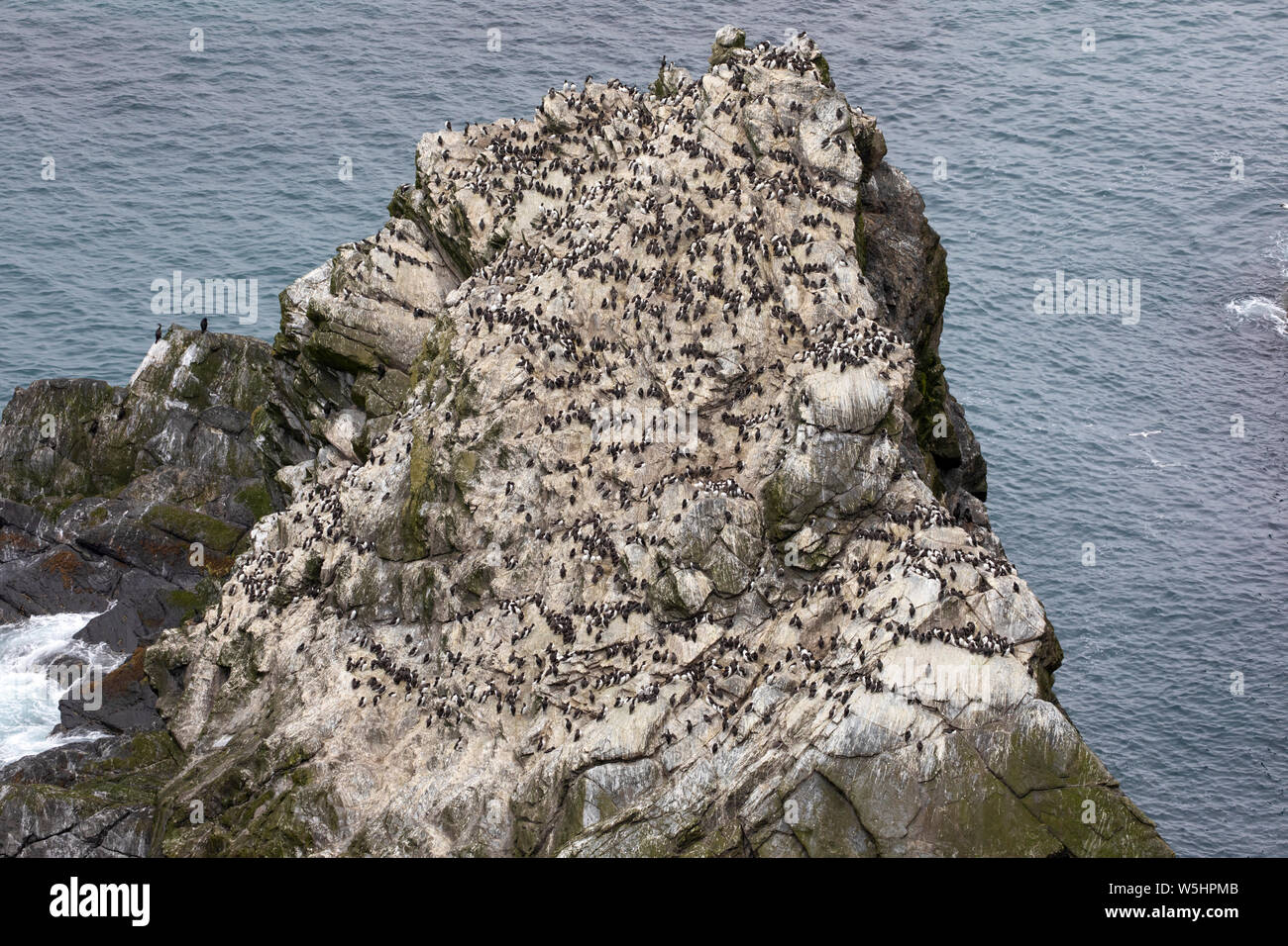 Guillemot colonia di allevamento, Sumburgh Head Foto Stock