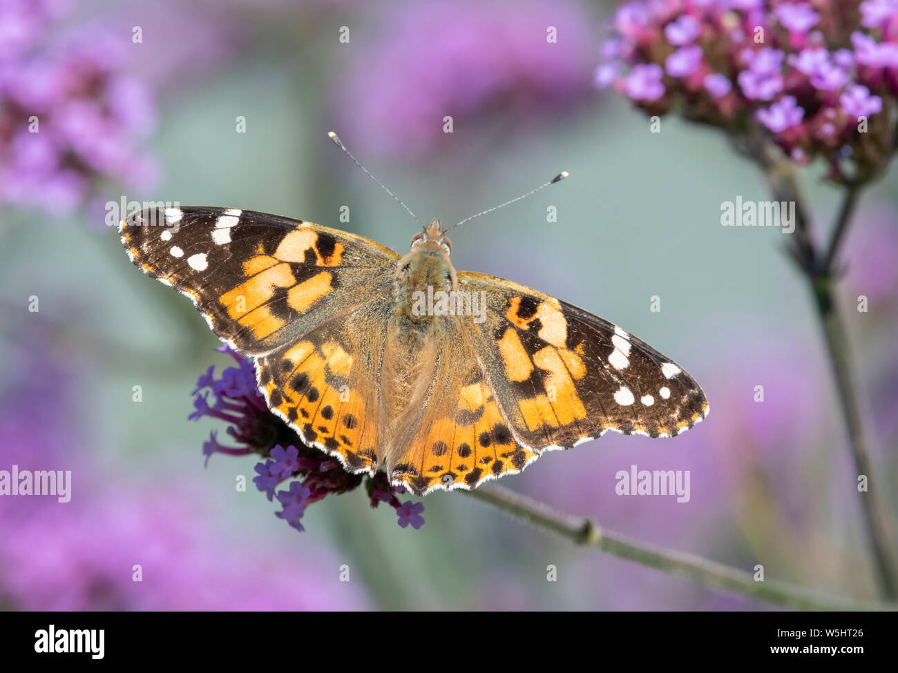 Dipinto di Lady butterfly (Vanessa cardui) con alette aperte e l'alimentazione da un fiore di Verbena Foto Stock