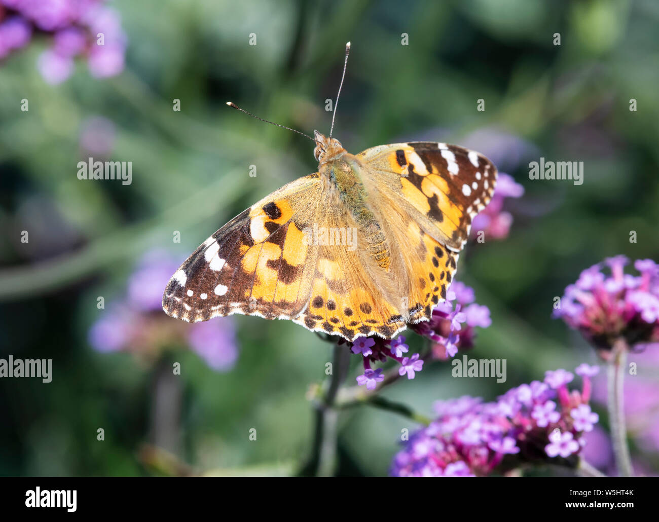 Dipinto di Lady butterfly (Vanessa cardui) con alette aperte e l'alimentazione da un fiore di Verbena Foto Stock