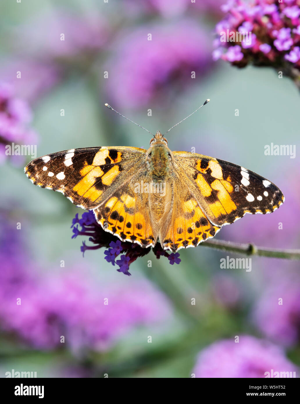 Dipinto di Lady butterfly (Vanessa cardui) con alette aperte e l'alimentazione da un fiore di Verbena Foto Stock