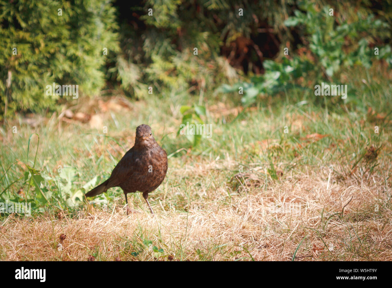 Amsel auf dem Rasen im Garten / blackbird sul prato in giardino Foto Stock