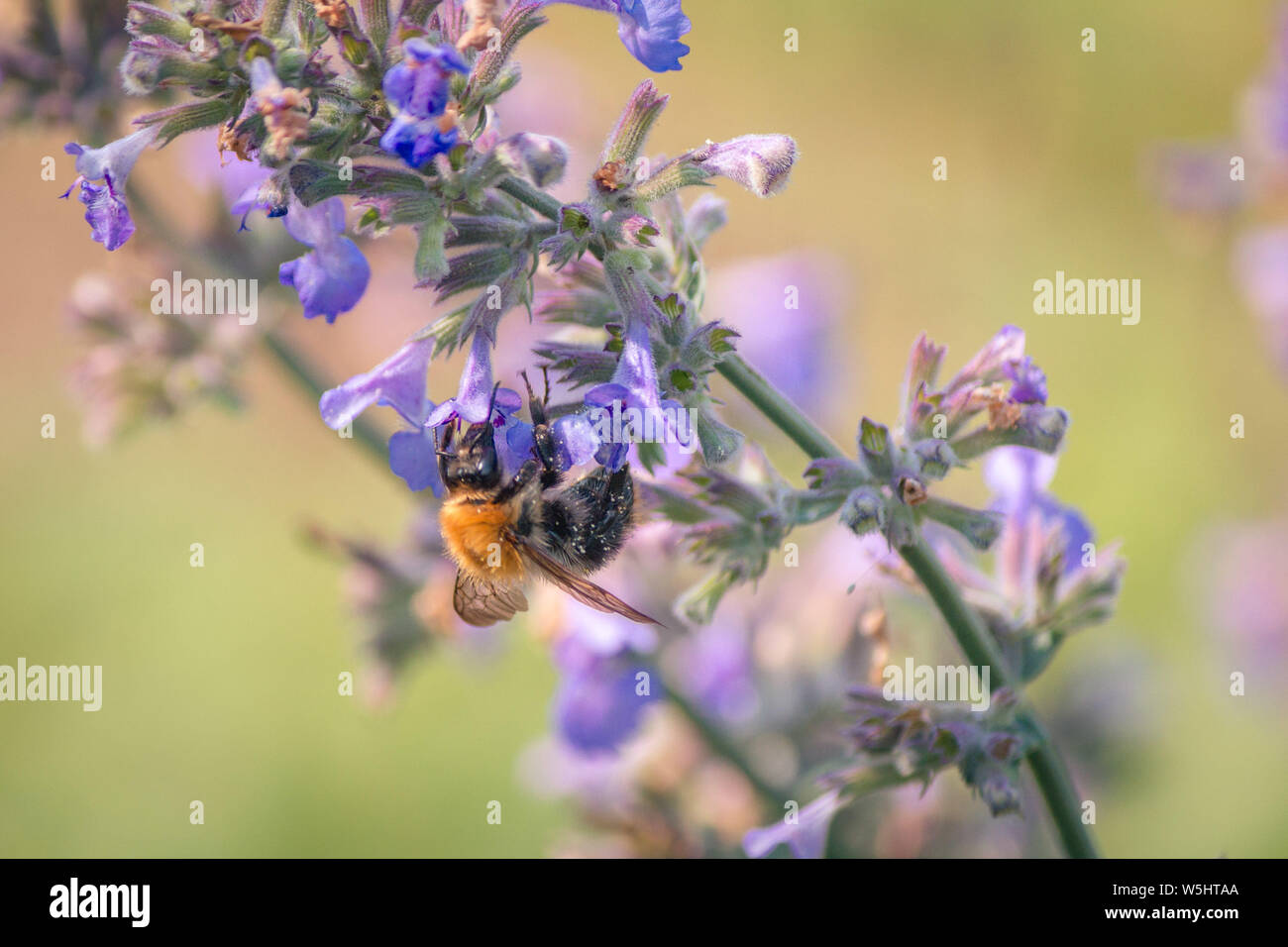 Hummel un lila Pflanze Katzenminze / Bumblebee sul fiore viola nepitella Foto Stock