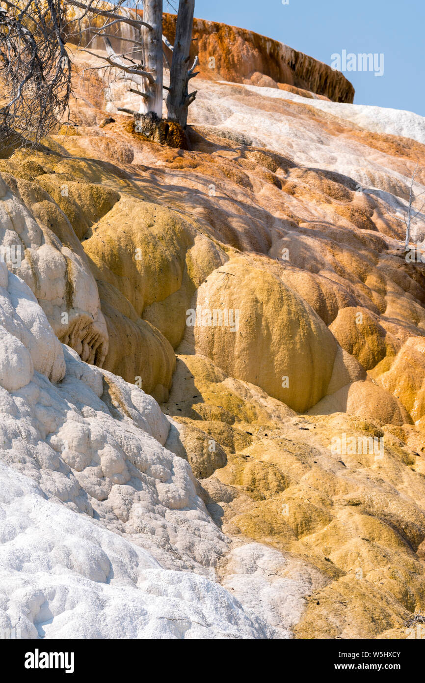 Le sorgenti termali e formazioni calcaree a Mammoth Hot Springs nel Wyoming in America Foto Stock