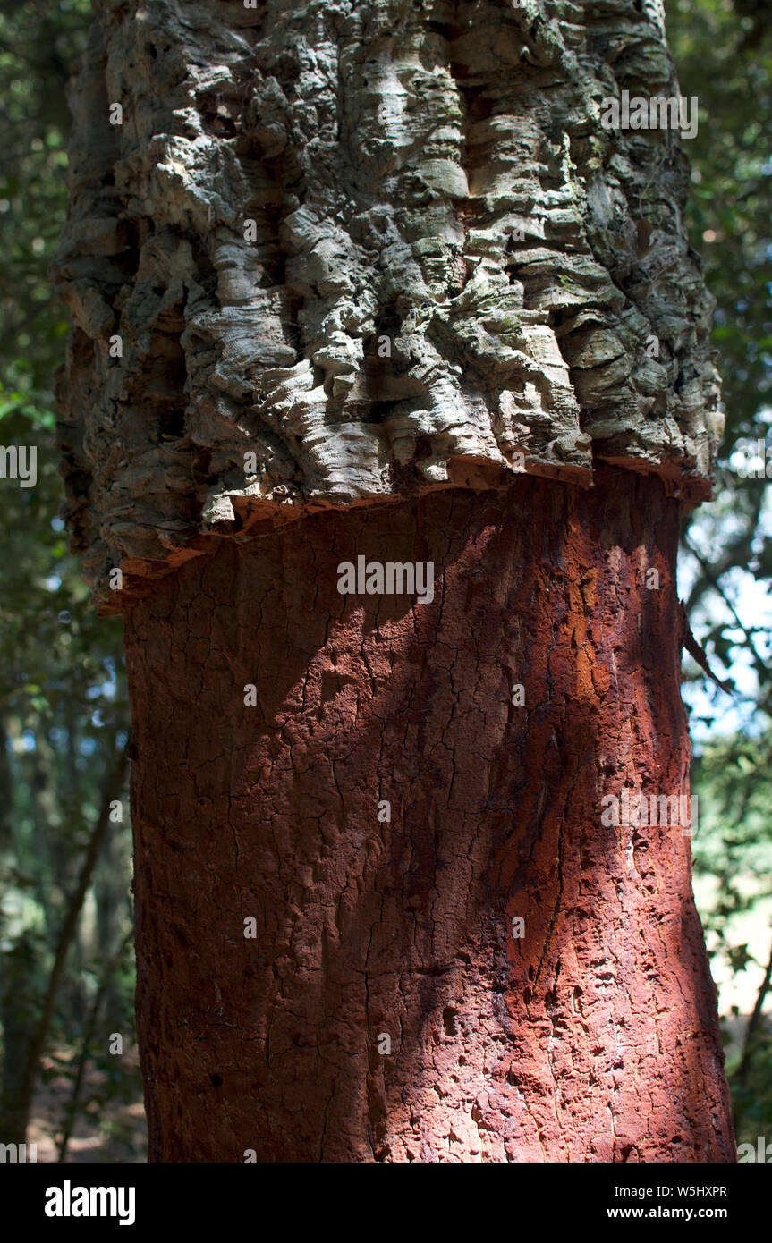 Scene di querce da sughero, Quercus suber, nella campagna catalana Foto Stock