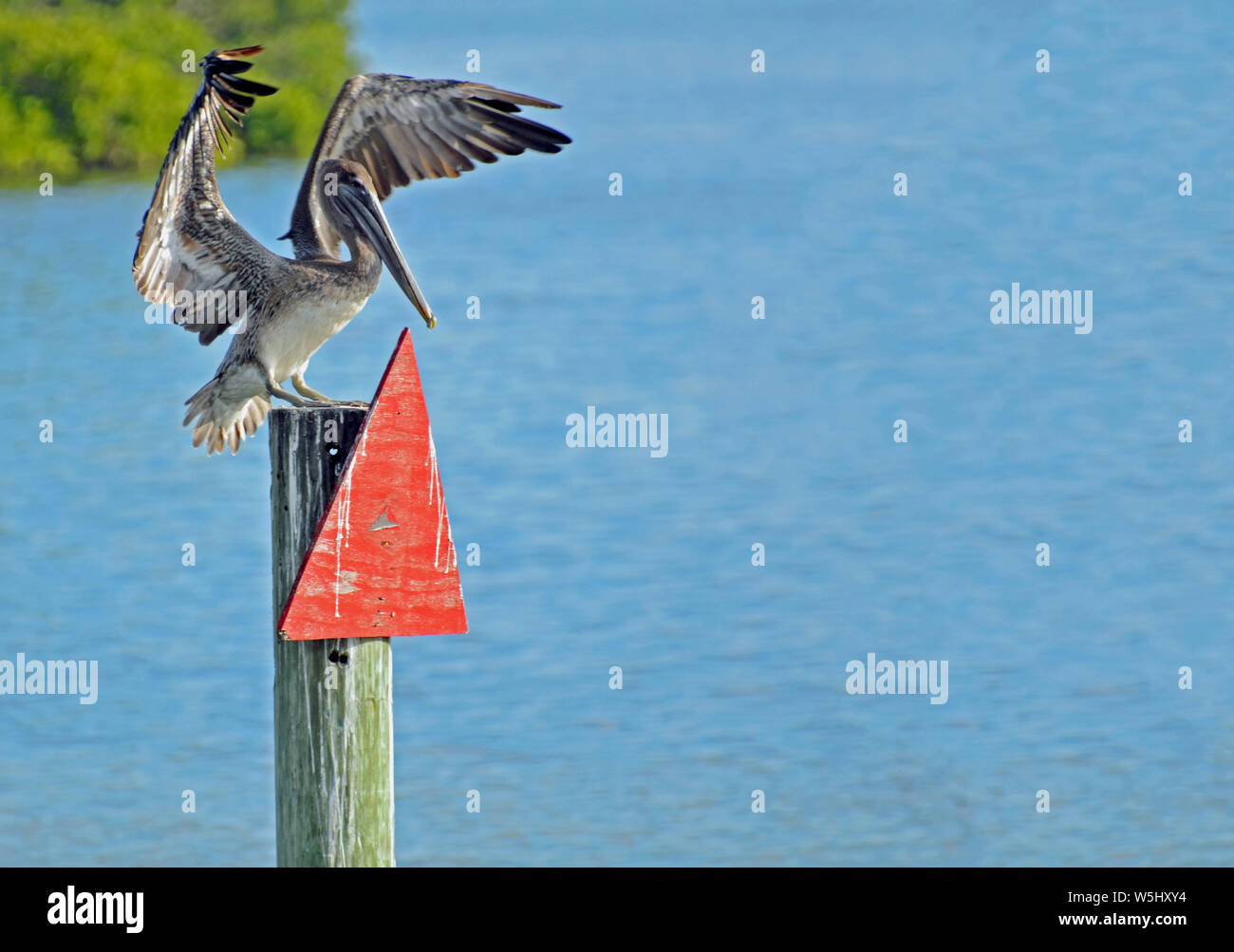 Brown pelican capretti essiccazione ali sollevato in piedi sul triangolo rosso marcatore di canale il post con la mangrovia verde e blu sullo sfondo di acqua con lo spazio di copia Foto Stock