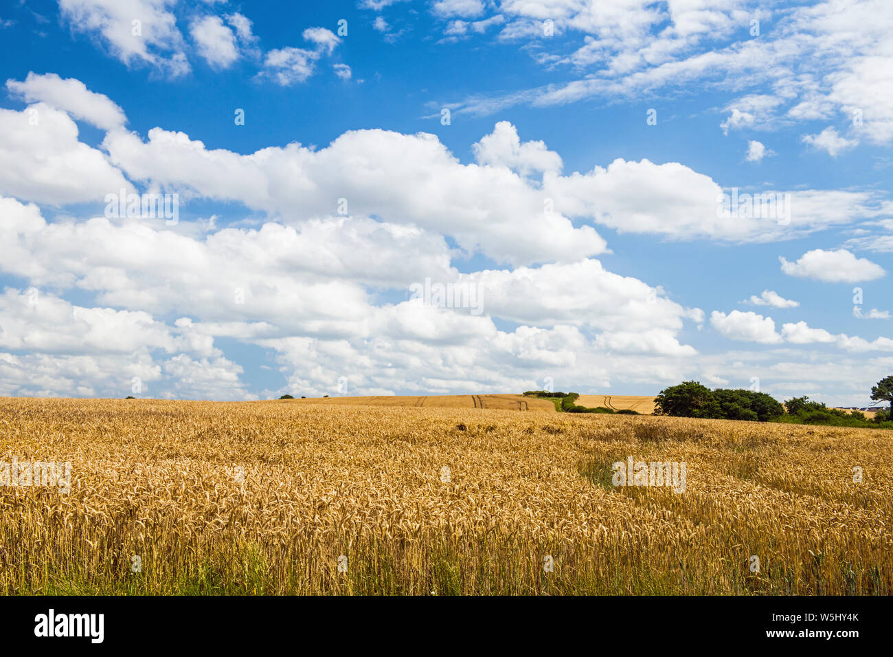 Campi di grano su un luminoso giorno d'estate in Vale of Glamorgan in luglio, Galles del Sud Foto Stock