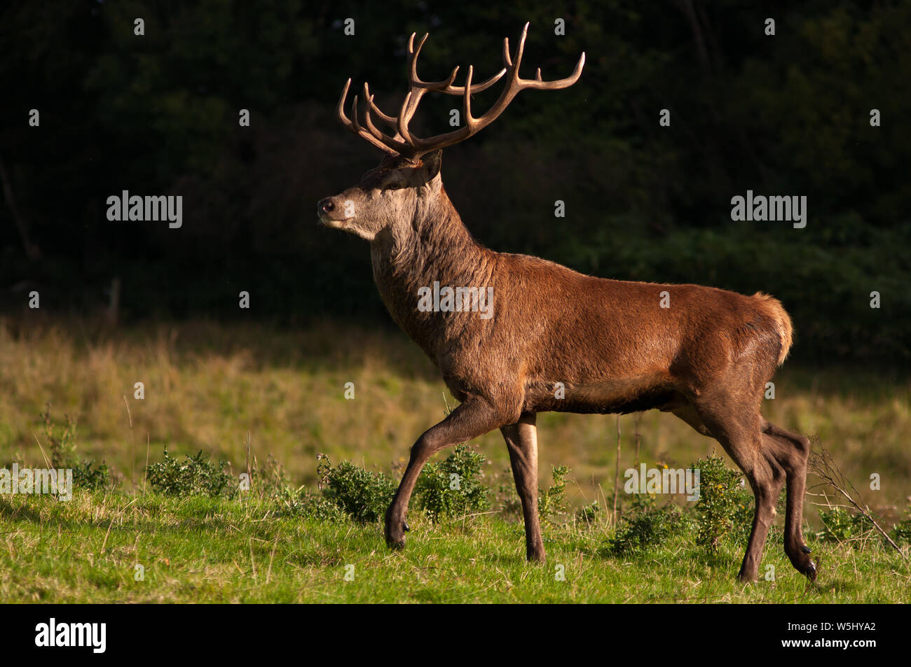 Irish Red Deer Stag o Cervus elaphus, Killarney National Park, County Kerry, Irlanda Foto Stock