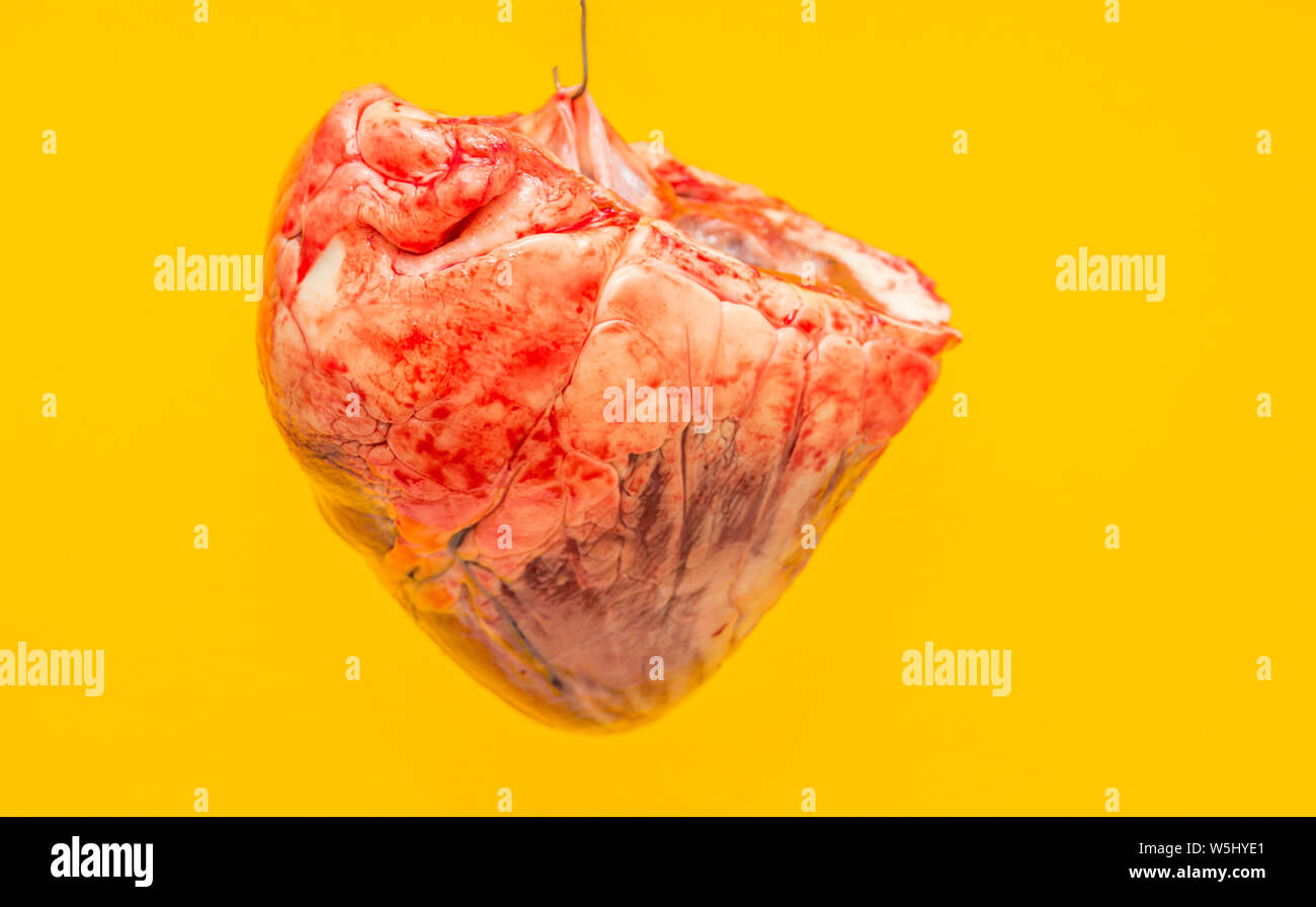 Il cuore di un toro su uno sfondo giallo Foto Stock