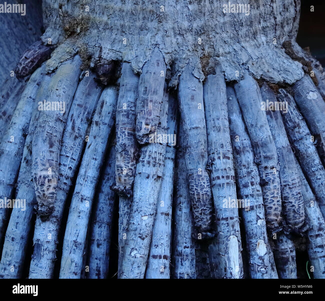 Closeup esposta di radici di alberi di palma, guardare come le dita, niente da nascondere concept Foto Stock