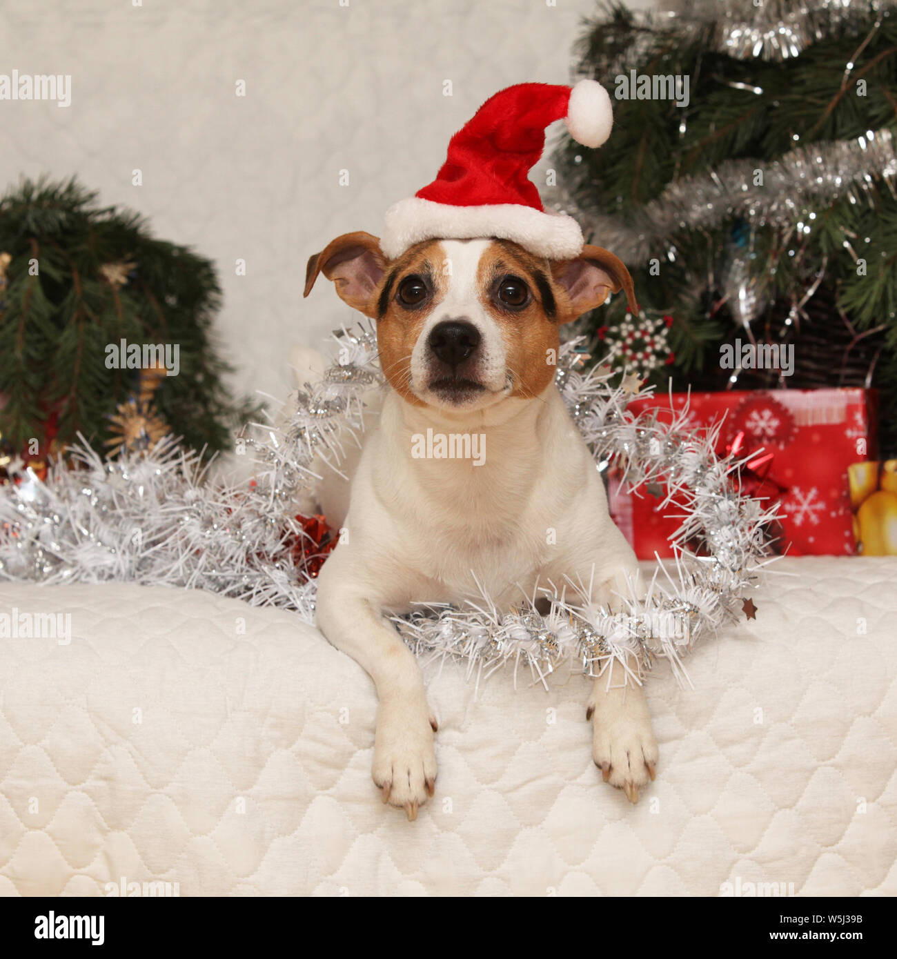 Carino giacente Jack Russell Terrier con Santa hat in un Natale su alcuni coperta Foto Stock