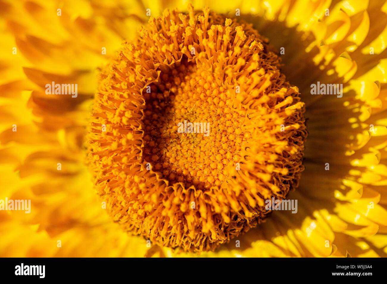 Il fiore di un eterno fiore (Xerochrysum bracteatum) Foto Stock