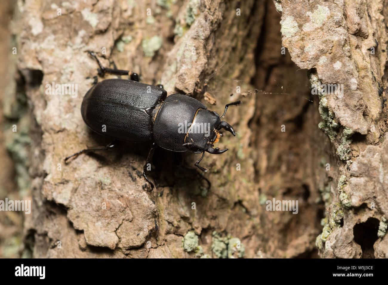 Minor Stag Beetle Dorcus parallelipipedus sulla corteccia di quercia, Schleswig-Holstein, Germania Foto Stock