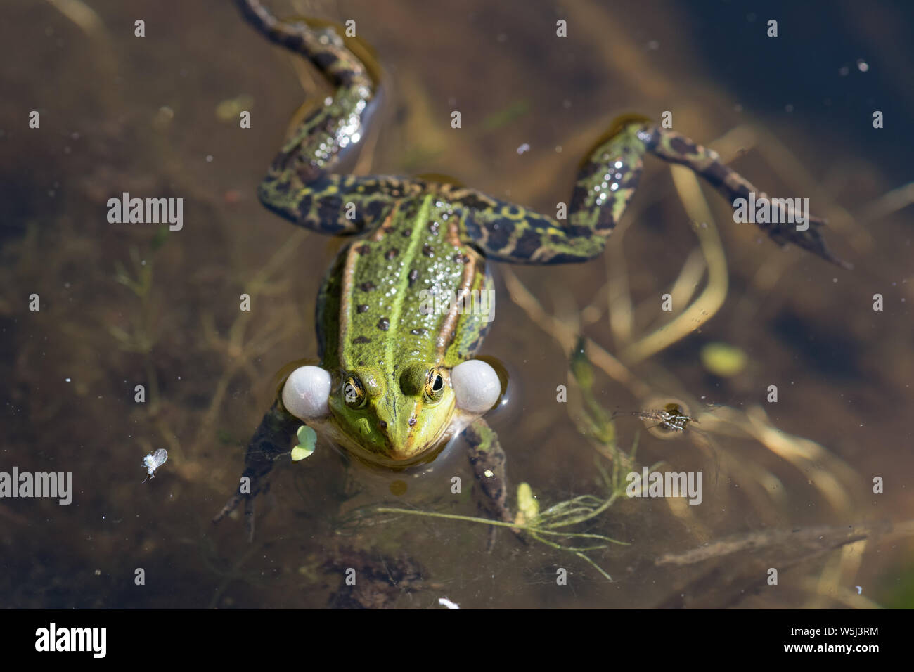 Gracchia rana verde (Rana esculenta, Pelophylax kl. esculentus) con gonfiato vocal sacs in un stagno di Schleswig-Holstein, Germania Foto Stock