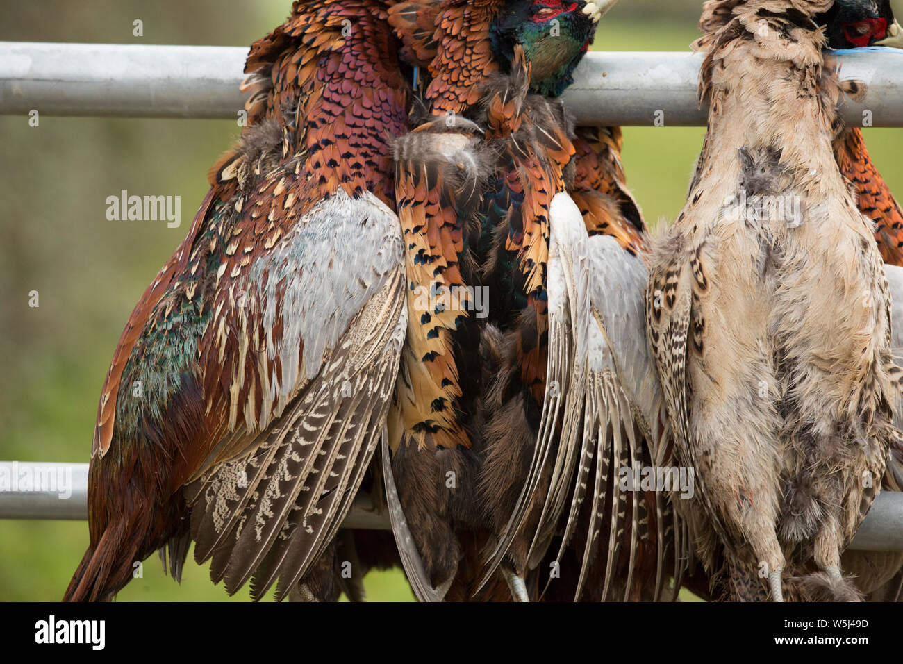 Shot gioco pende da una a cinque bar porta su un piccolo Fagiano Shoot Foto Stock