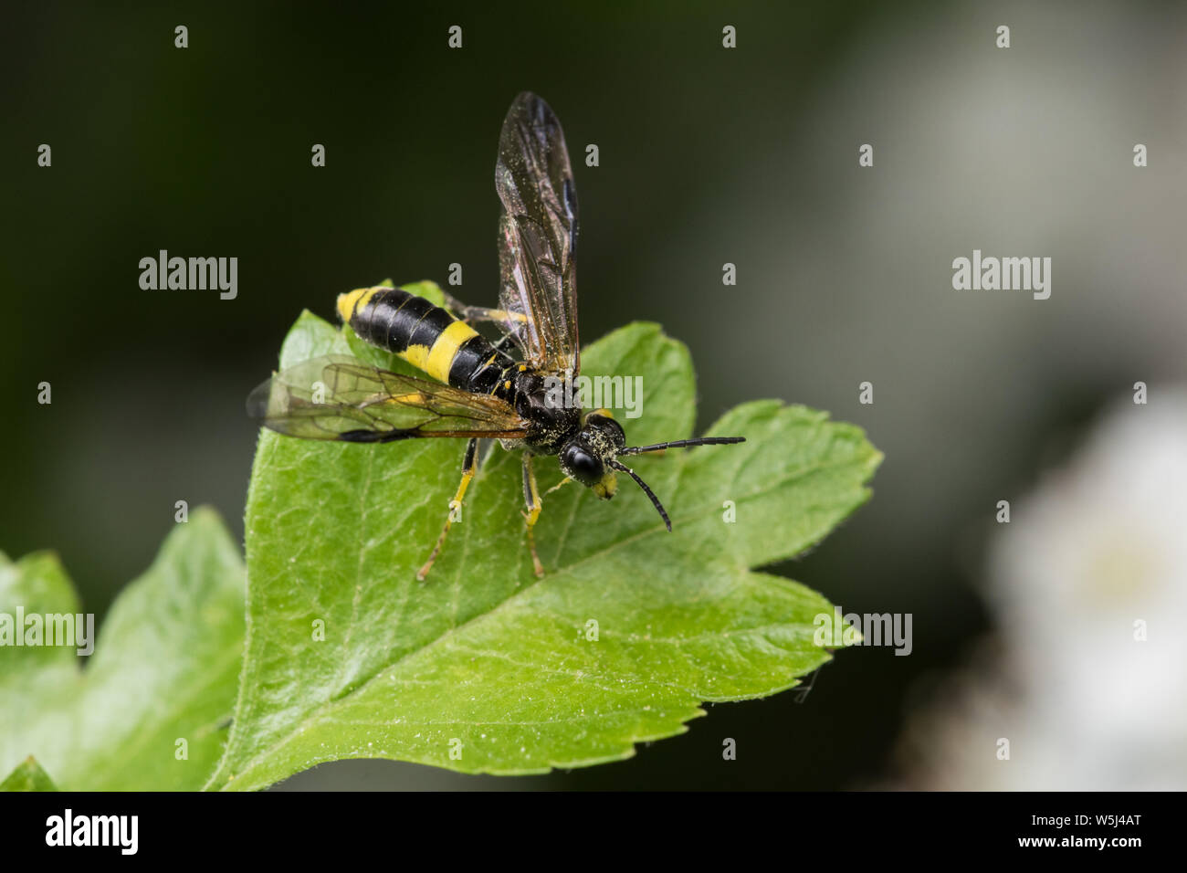 Sawfly e Wasp-imitare Tenthedo temula su una foglia di biancospino, quartiere Pead, Inghilterra Foto Stock