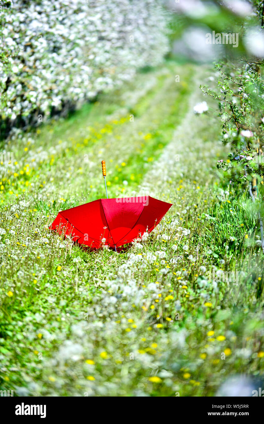 Ombrello rosso in una fioritura meleto in aprile,immagine di un Foto Stock