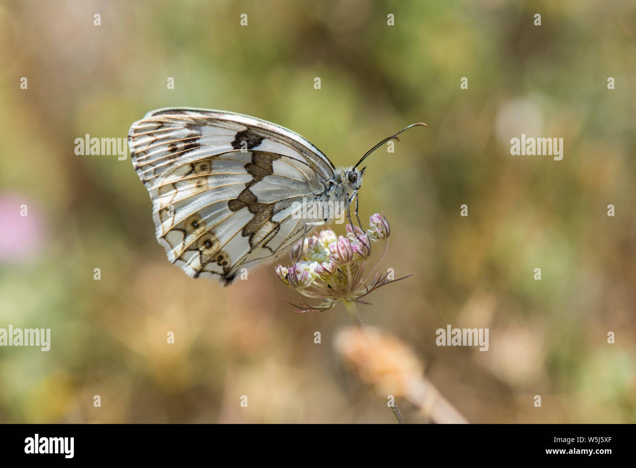 Iberian in marmo bianco, butterfly, (Melanargia lachesis ) appoggiata sul fiore. Andalusia, Spagna. Foto Stock