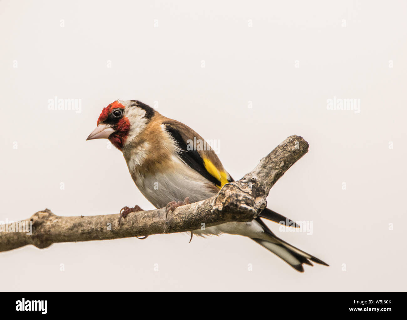 Cardellino, oro Finch, Carduelis carduelis, colorato piccolo uccello, appollaiato su un ramo in un giardino inglese. Foto Stock