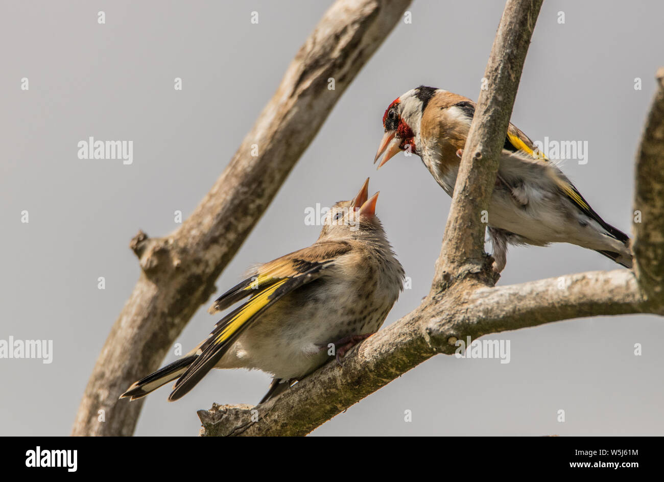 Cardellino, uccelli selvatici in un giardino inglese, appollaiato su un ramo in primavera estate 2019. Foto Stock