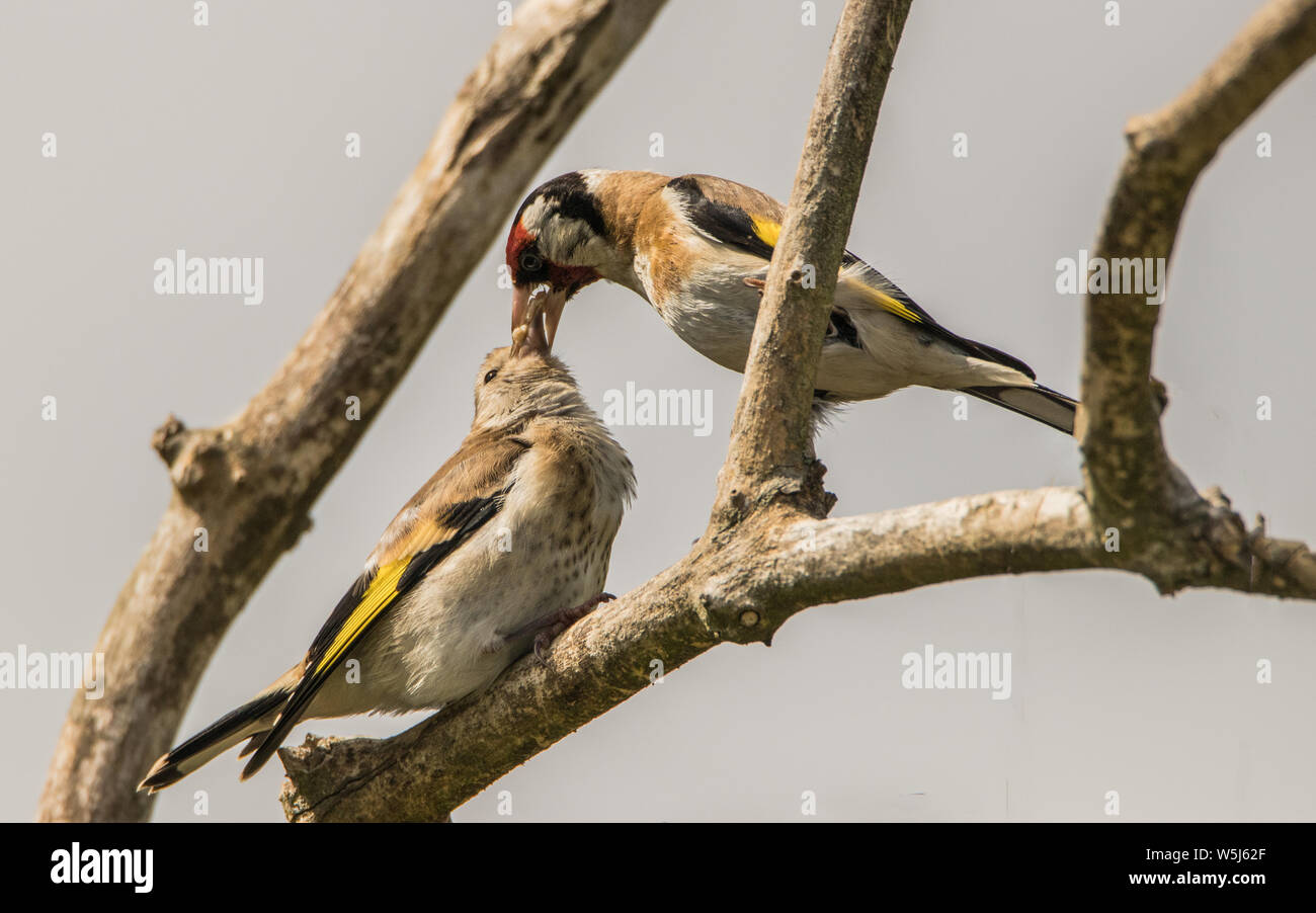 Cardellino, uccelli selvatici in un giardino inglese, appollaiato su un ramo in primavera estate 2019. Foto Stock