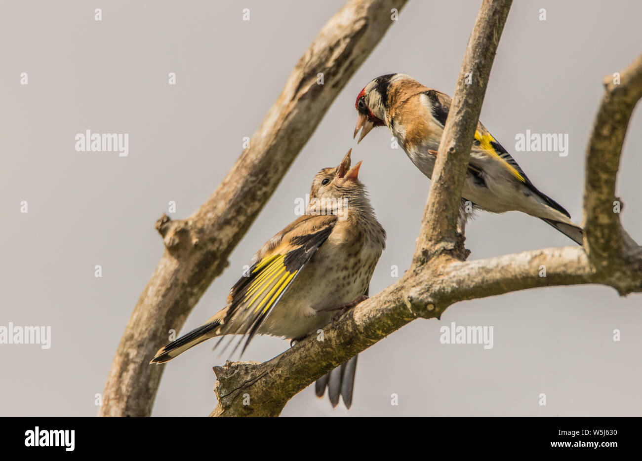 Cardellino, uccelli selvatici in un giardino inglese, appollaiato su un ramo in primavera estate 2019. Foto Stock