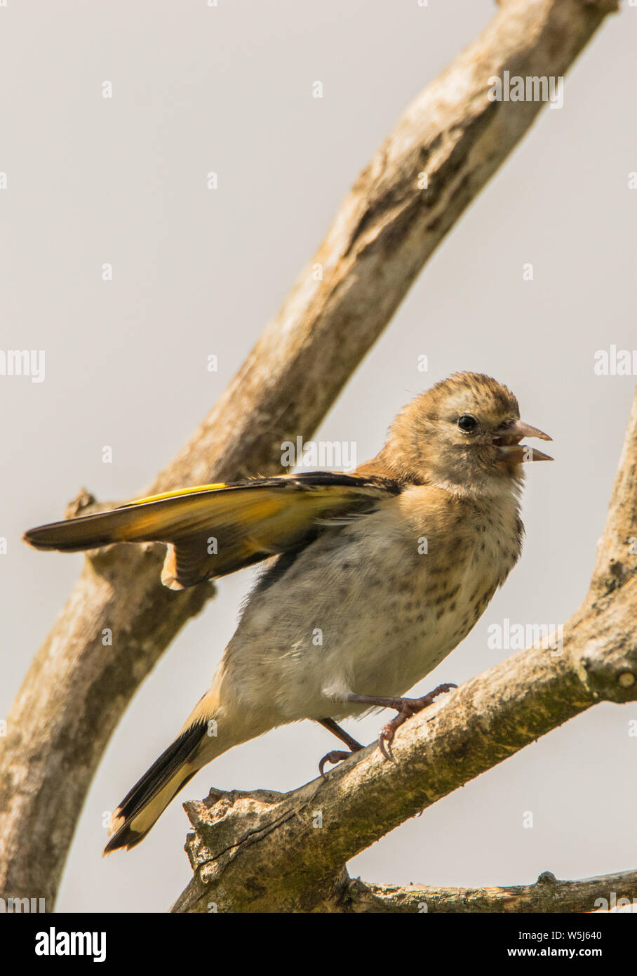 Cardellino, uccelli selvatici in un giardino inglese, appollaiato su un ramo in primavera estate 2019. Foto Stock