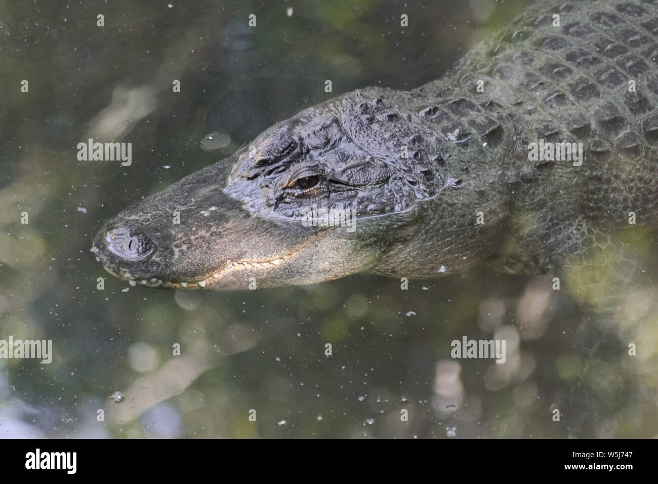 Il coccodrillo americano (Alligator mississippiensis) in attesa e guardare in un lago Foto Stock