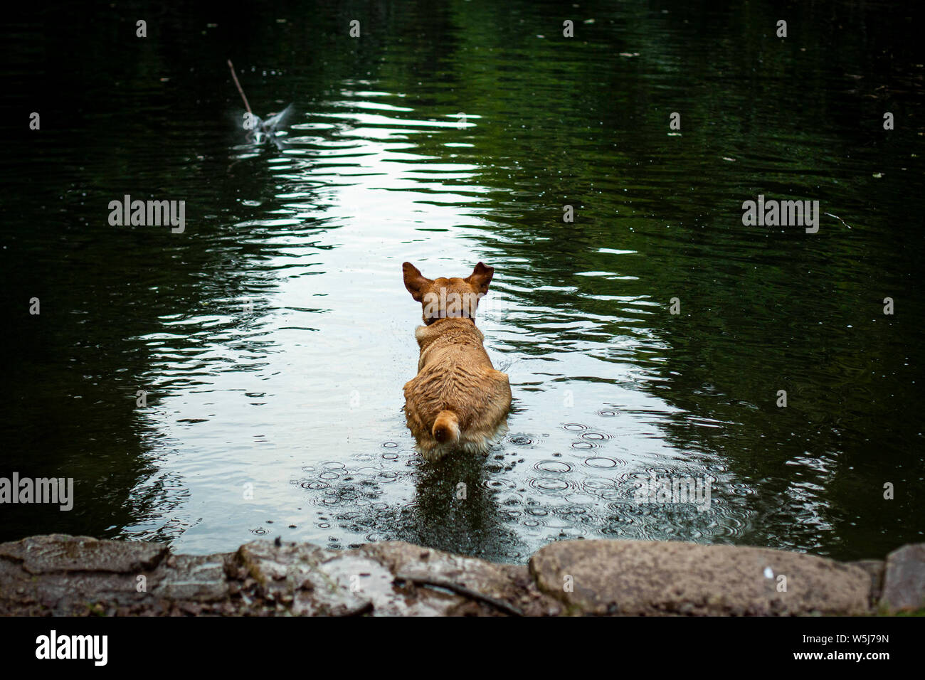 Una volpe red labrador retriever salta in uno stagno, luglio 2019. Foto Stock