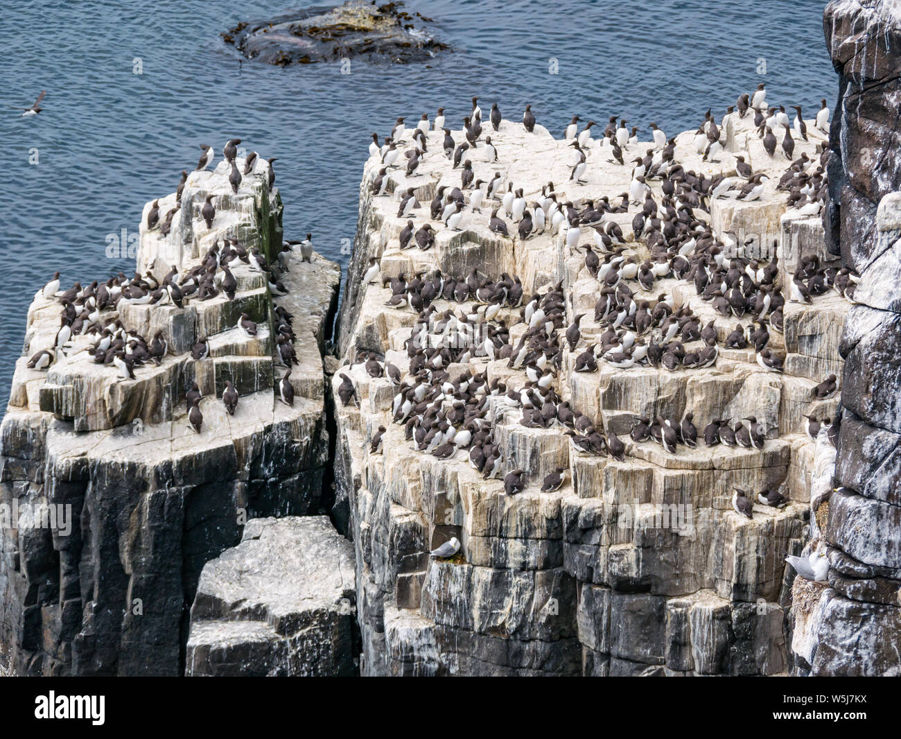 Stack Rock Cliffs con guillemot uccelli marini, Uria aalge, Isola di maggio, Scotland, Regno Unito Foto Stock