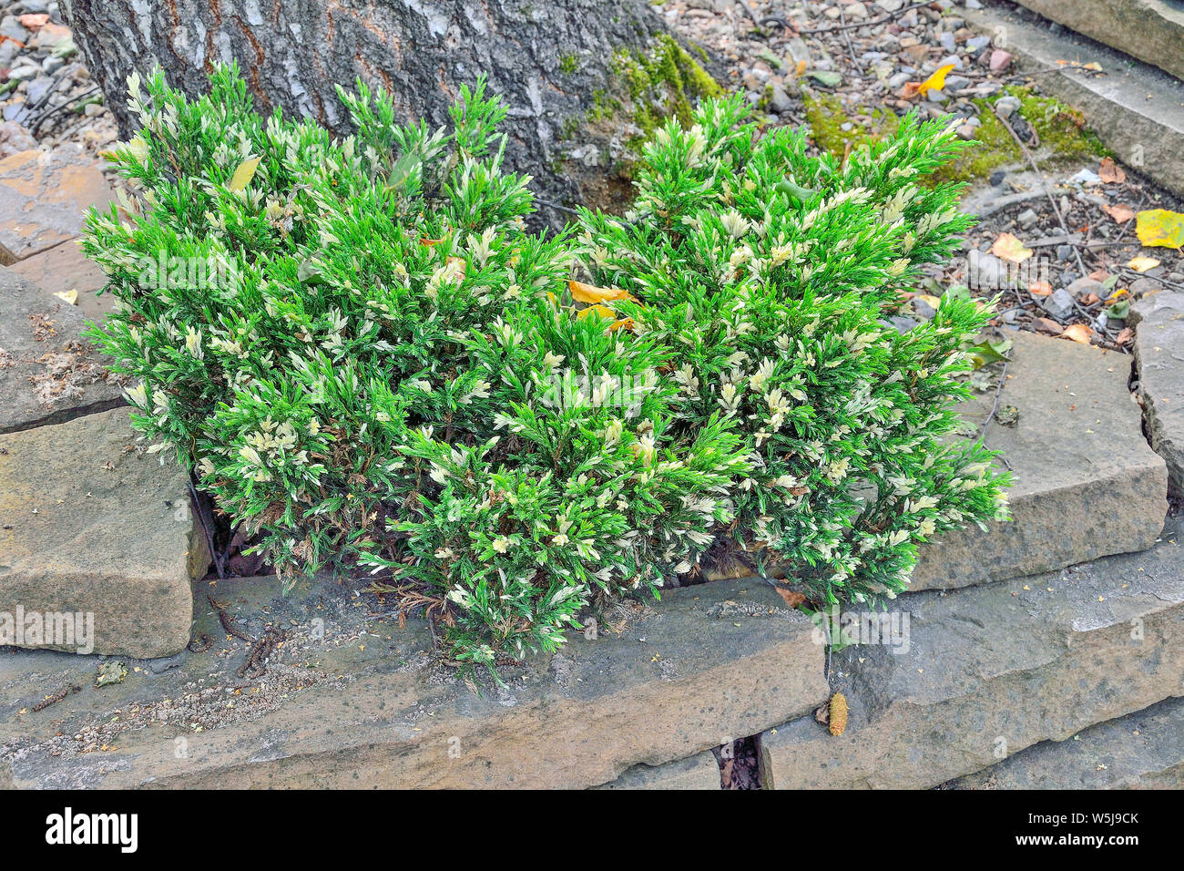 Piccola pianta di cosacco ginepro (Juniperus variegata) con smeraldo e cremoso aghi - decorative sempreverdi piante di conifere per paesaggistica Foto Stock