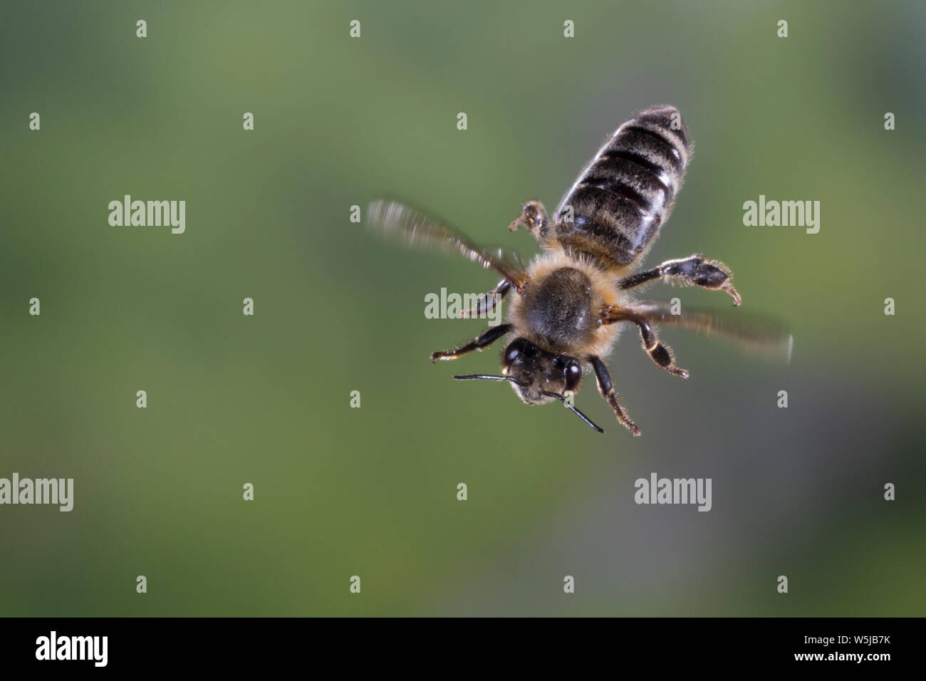 Honigbiene, Honig-Biene, Europäische Honigbiene, Westliche Honigbiene, societé Flug, fliegend, Biene, Bienen, Apis mellifera, Apis mellifica, Honey Bee hive, Foto Stock