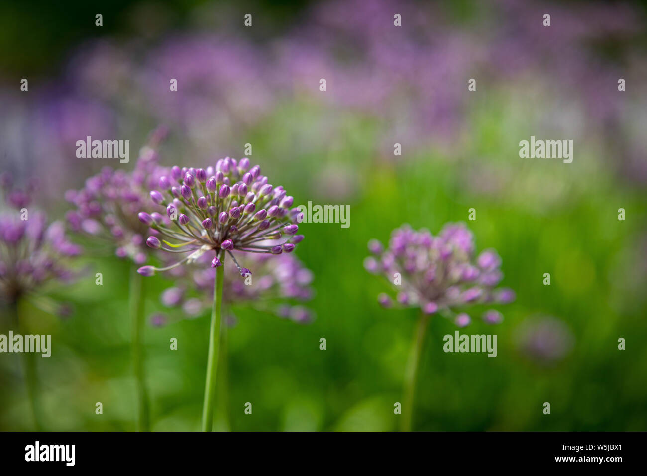 gli allumini ornamentali fioriti nel giardino creano un bel mare di viola Foto Stock