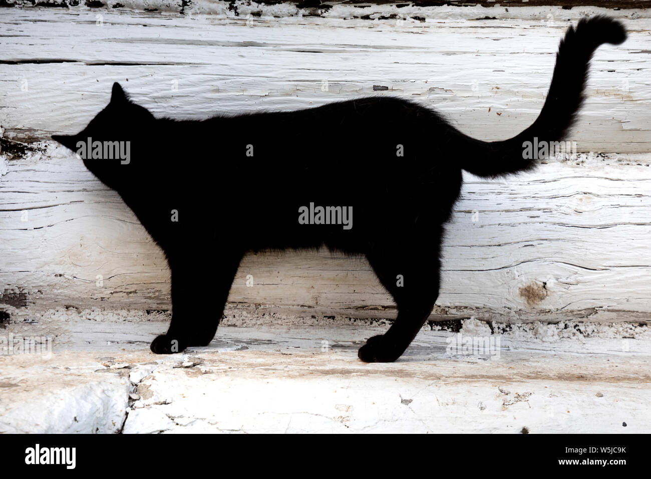Un gatto nero contro lo sfondo di una facciata di una casa in legno Foto Stock