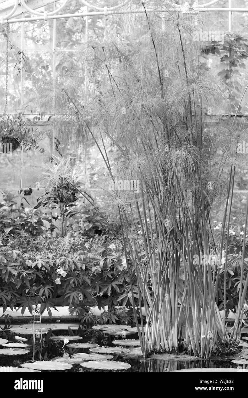 Alta esotici impianto di acqua nello stagno nel conservatorio del giardino botanico Foto Stock