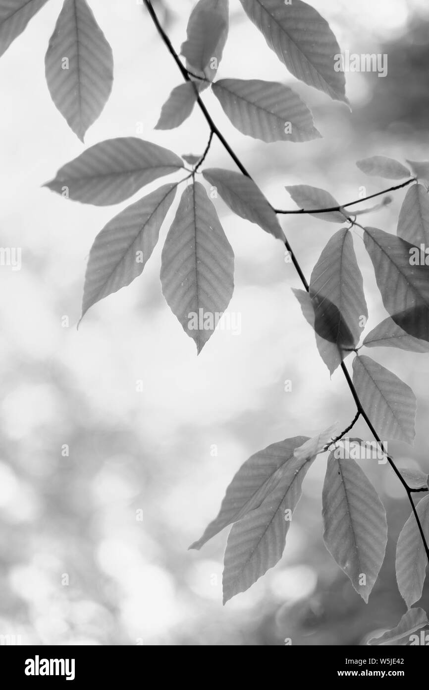 Un ramo di una pianta con una sottile quasi trasparente fogliame Foto Stock