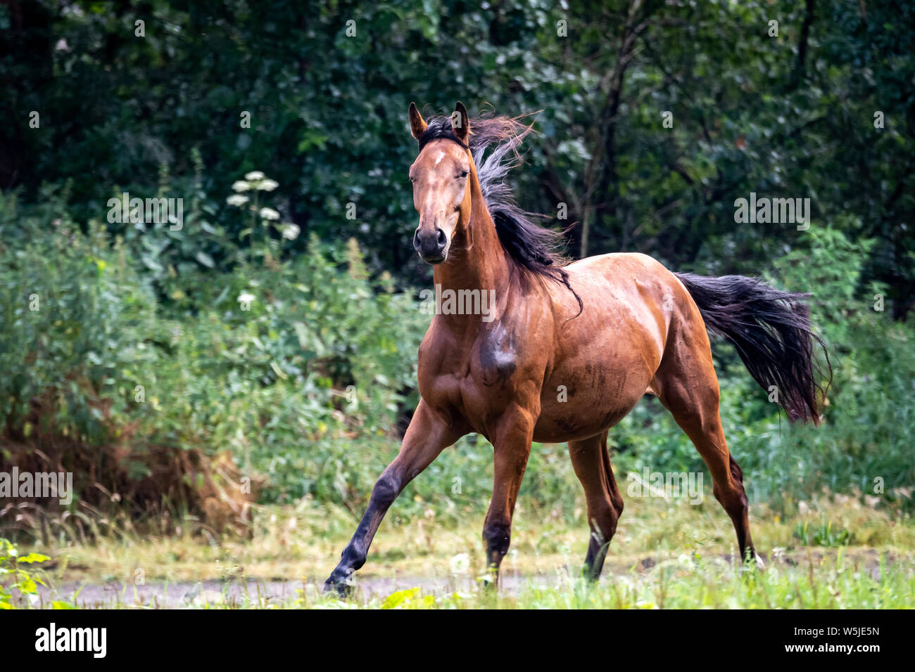 Un ritratto di un cavallo quasi completamente dopo un certo tempo di funzionamento in giro per il campo nella parte anteriore di una foresta. Foto Stock