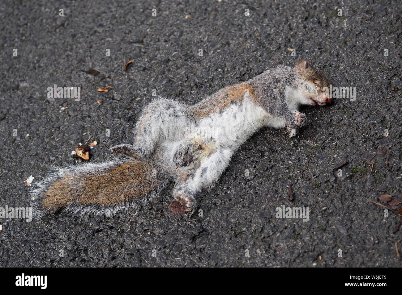 Un grigio morto scoiattolo (Sciurus carolinensis) giacente sulla strada dopo essere stato colpito da un auto. Tipperary, Irlanda Foto Stock