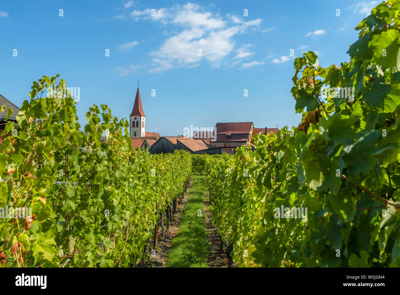Villaggio Ammerschwihr, Alsazia, Strada del Vino, visto attraverso la confinante vigneto Foto Stock