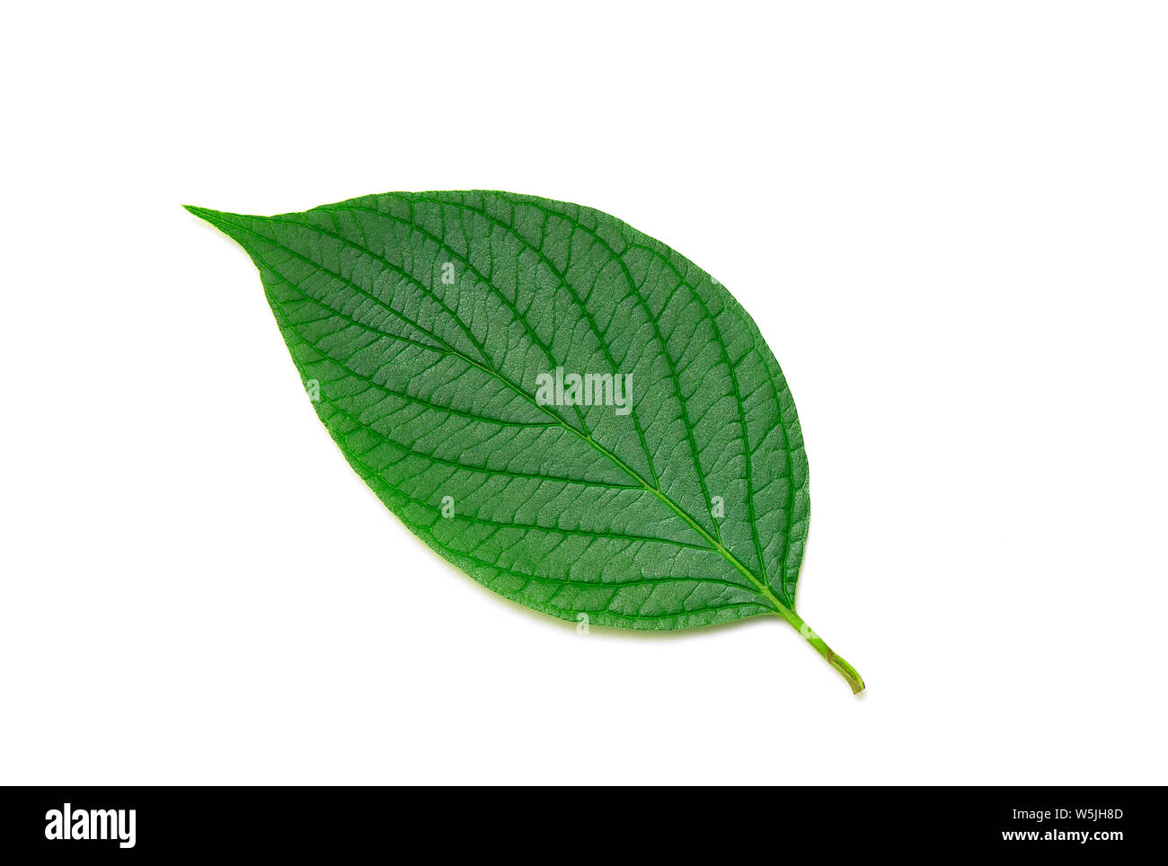 Foglia verde isolato su sfondo bianco, vista dall'alto. Fresco e Naturale Estate foglie con nervature Foto Stock