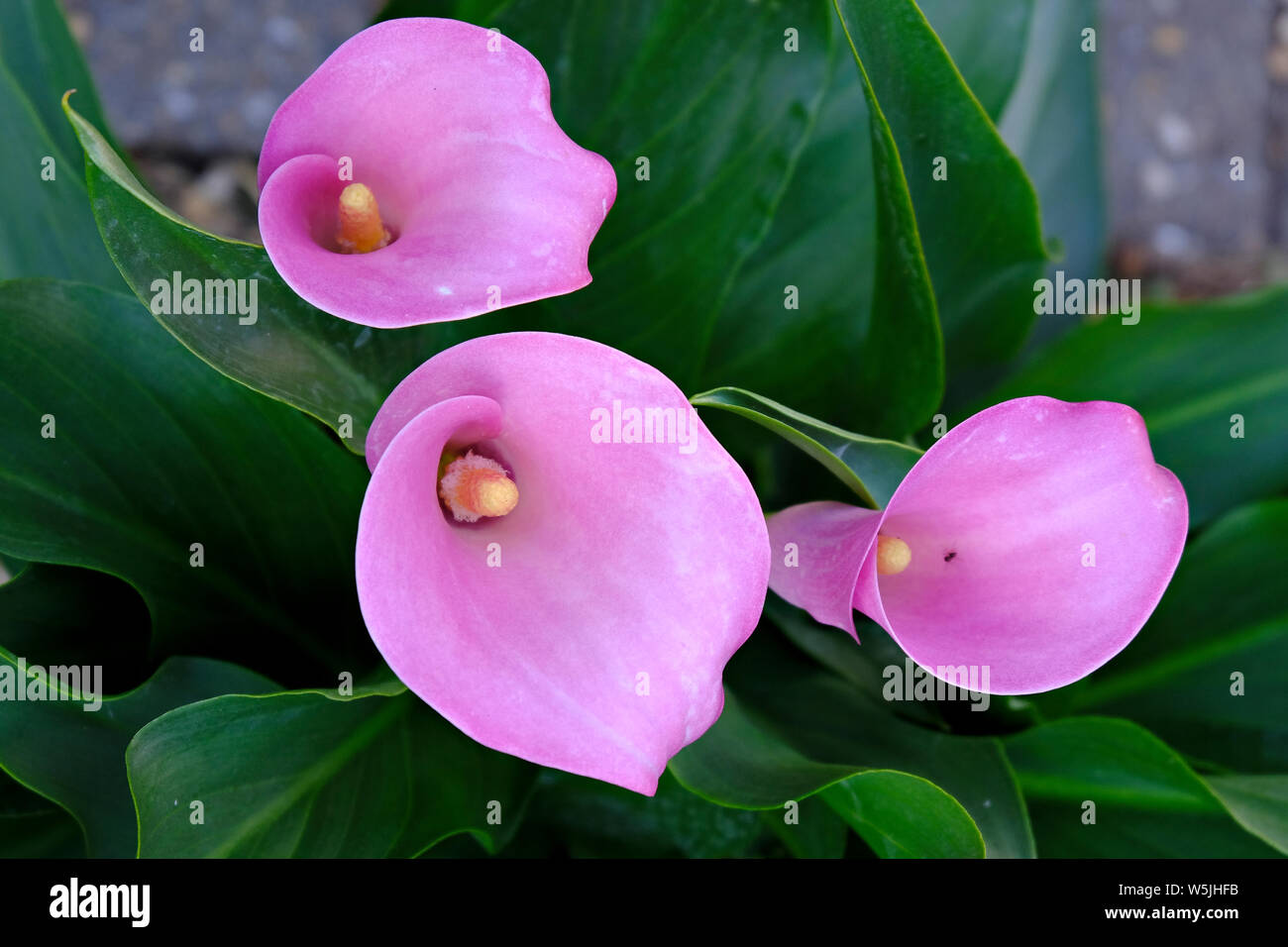 West Sussex, in Inghilterra, Regno Unito. Tre rosa Arum gigli (Zantedeschia aethiopica) in fiore, uno con un comune nero Garden Ant (Lasius niger) all'interno di 1 flower Foto Stock