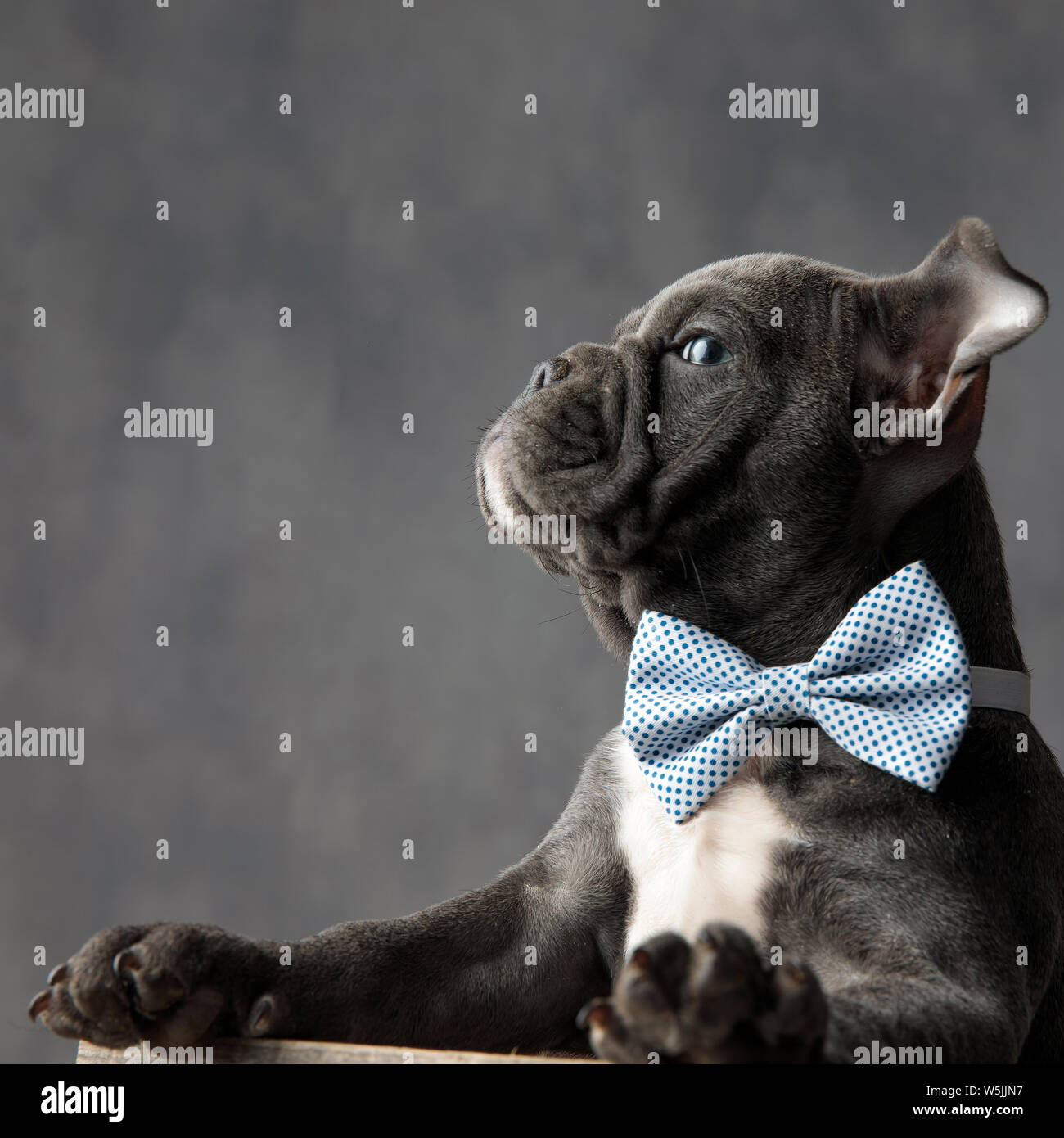 Vista laterale di un orgoglioso poco gentleman cucciolo di cane che indossa cravatta a farfalla e guarda lontano dalla telecamera su uno sfondo grigio Foto Stock